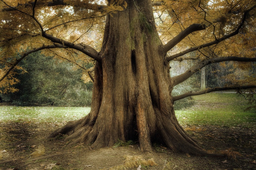 Shadow of the tree. Лес кривых деревьев. Дерево со странами. Кривое старое дерево в парке. Фотообои дерево великаны.